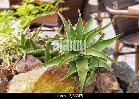 Aloe wachsen in einem grünen Haus. Sukulente Pflanze, die eine Rosette aus gezahnten fleischigen Blättern und glockenförmigen oder röhrenförmigen Blüten an langen Stielen hat. Stockfoto