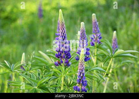 Lupinenblüten blühen auf einer Sommerwiese. Lila Wildblumen im grünen Gras Stockfoto