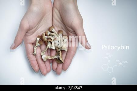Psilocybin Pilze in den Händen auf weißem Hintergrund mit Formel. Isoliertes Layout. Psychotrop. Therapie. Stockfoto