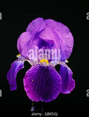 Nahaufnahme einer violetten Iris, die mit feinen Wassertropfen oder Wasserspray bedeckt ist, einer Blattläuse im Rücken der Blüte. Stockfoto