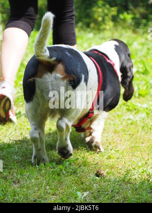 Entspannender schwarz-weiß-brauner lustiger Bassetthund im Sommer im Garten Stockfoto