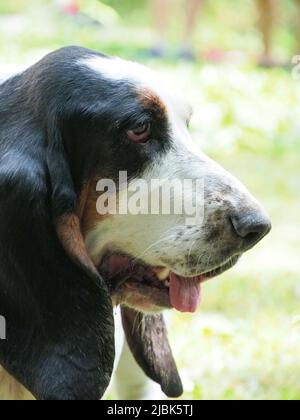 Porträt eines älteren weiblichen Bassetthundes Stockfoto