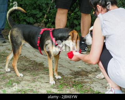 Lustiger Hund trinkt Wasser aus weibischer Hand Stockfoto
