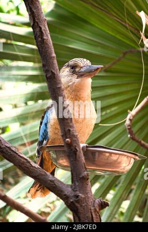 Lachender hans auf einem Zweig. Schönes buntes Gefieder des australischen Vogels. Interessante Beobachtung des Tieres. Tieraufnahmen in deutschland Stockfoto