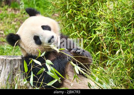 Großer Panda, der Bambus isst. Gefährdete Arten. Schwarz-weißes Säugetier, das wie ein Teddybär aussieht. Tiefes Foto eines seltenen Bären. Stockfoto