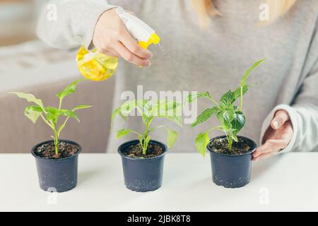 Nahaufnahme Fotohands einer jungen Frau zu Hause, die sich um Zimmerpflanzen kümmert, mit einem Sprüher wässern, an einem Tisch sitzen, zu Hause Pflanzen anbauen, Hobbys Stockfoto