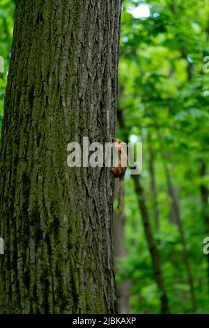 Eichhörnchen Natur buschiges Tier niedlichen roten Schwanz Tierwelt Wirbeltier Nagetier, für Ischiurus vulgaris für wild und weiß bewusst, niemand geschnitten. Ein warnungen Sommer Stockfoto