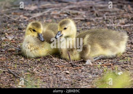 Zwei Baby-Kanadagänse, Branta canadensis oder Gänse, die auf dem Boden ruhen. Hochwertige Fotos Stockfoto