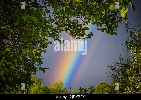 Ein Regenbogen, ein mehrfarbiger Bogen, ein von Vegetation umrahmter optischer Phänomenabschnitt mit dem Hintergrund eines dunkelgrauen Himmels Stockfoto