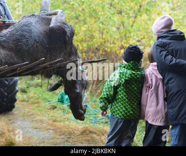 Ein Elch (Alces alces), der bei der herbstlichen Jagd in Norwegen geschossen wurde. Zwei Kinder und eine Mutter beobachten das getötete Tier. Stockfoto