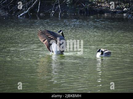 Kanadische Gänse, Gänse, Branta canadensis, Kanadagänse, die ihre Flügel im Wasser flattern Stockfoto