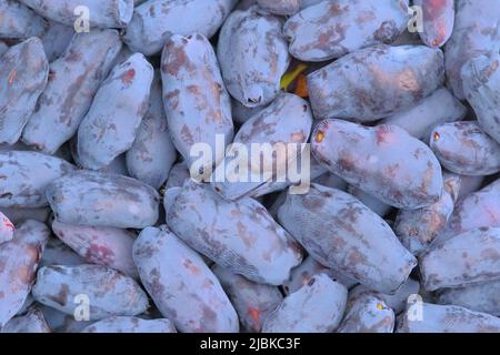 Frisches, rohes blaues Geißbauch Stockfoto