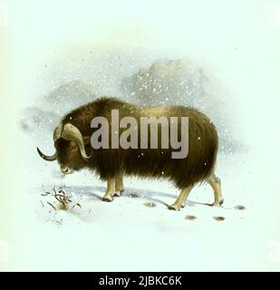 Moschusochse, Ovibos moschatus, auch als Bisamochse oder Schafsochse, Historisch, digital restaurierte Reproduktion einer Vorlage aus dem 19. Jahrhundert / Muskox, Ovibos moschatus, moschusky Sheep-Ox, Moschusochse, Moschusochse, Historische, digitale verbesserte Reproduktion eines Originals aus dem 19.. Jahrhundert Stockfoto