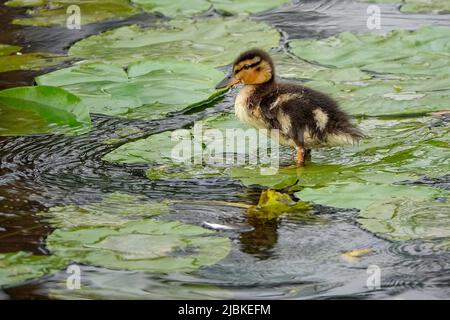 Waverley Lane, Farnham. 07.. Juni 2022. Ein warmer und trockener Start in den Tag für die Heimatkreise. Ein Stockentchen in der Waverley Abbey in der Nähe von Farnham in Surrey. Kredit: james jagger/Alamy Live Nachrichten Stockfoto