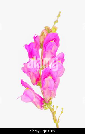 Antirrhinum oder Boca de Dragon, eine wunderschöne wildrosafarbene Blume aus Südspanien Stockfoto