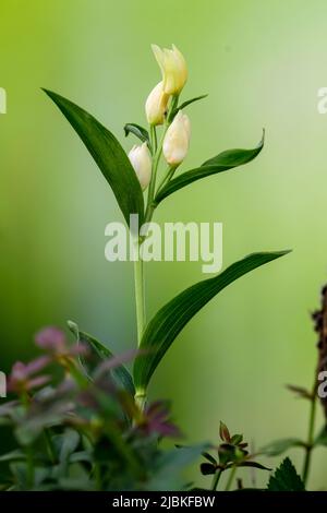 Cepalanthera damasonium, terrestrische Orchidee der Familie der Orchidaceae Stockfoto