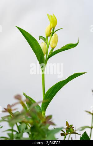 Cepalanthera damasonium, terrestrische Orchidee der Familie der Orchidaceae Stockfoto