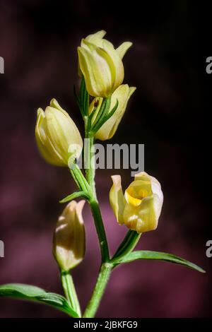 Cepalanthera damasonium, terrestrische Orchidee der Familie der Orchidaceae Stockfoto