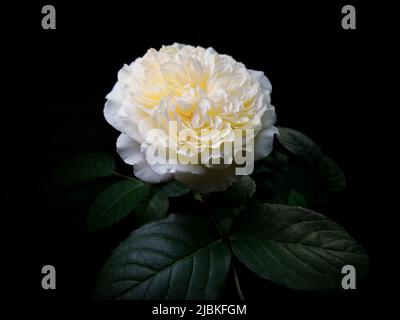 Beige Rose mit Blättern auf schwarzem Hintergrund. Horizontal Stockfoto
