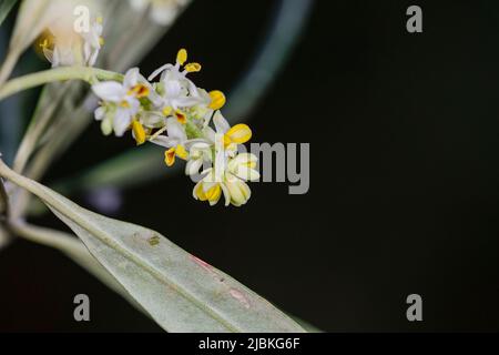 Die Blüten des Olivenbaums sind klein und gruppieren sich in Büscheln, sie haben eine weißliche Farbe und ein gelbes Zentrum Stockfoto