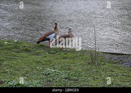 Nilgänse Alopochen aegyptiacus Stockfoto