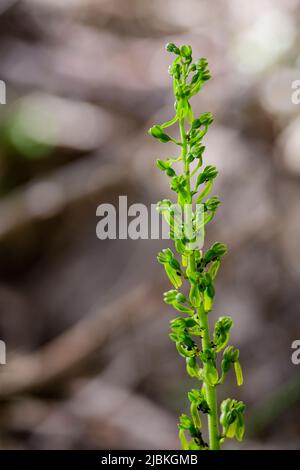 Listera ovata ist eine terrestrische Orchideenart, die zur Familie der Orchidaceae gehört Stockfoto