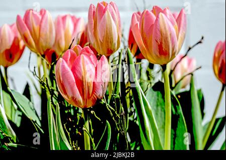 Bunte Tulpenbüschel; Bunter Tulpenstrauß Stockfoto