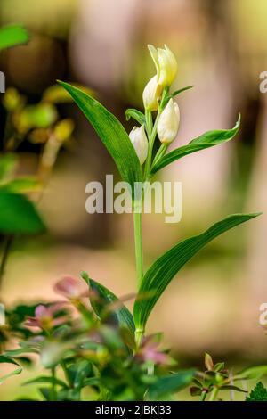 Cepalanthera damasonium, terrestrische Orchidee der Familie der Orchidaceae Stockfoto