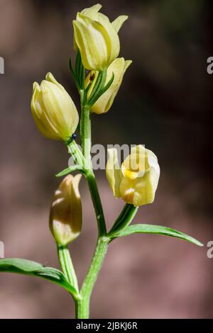 Cepalanthera damasonium, terrestrische Orchidee der Familie der Orchidaceae Stockfoto