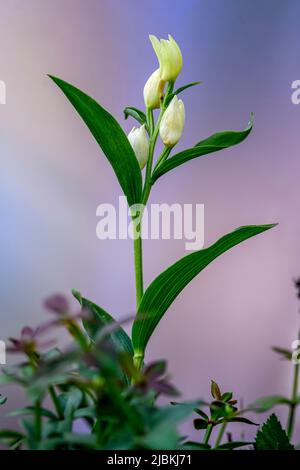 Cepalanthera damasonium, terrestrische Orchidee der Familie der Orchidaceae Stockfoto