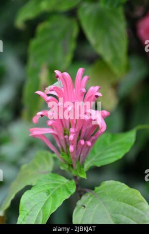 Justicia carnea ist ein Strauch, der zur Familie der Acanthus gehört und im Garten blüht Stockfoto