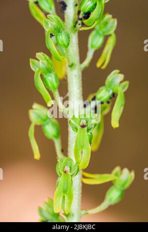 Listera ovata ist eine terrestrische Orchideenart, die zur Familie der Orchidaceae gehört Stockfoto