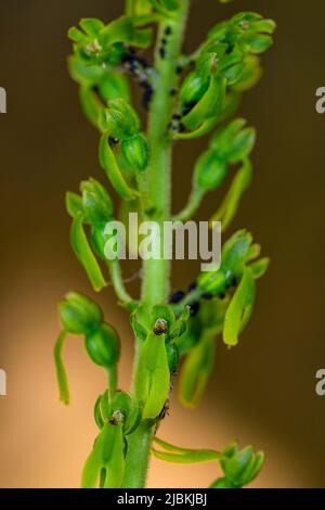 Listera ovata ist eine terrestrische Orchideenart, die zur Familie der Orchidaceae gehört Stockfoto