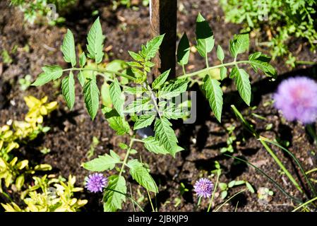 Tomatensämling wächst in einem Gemüsegarten in der Sonne. Stockfoto