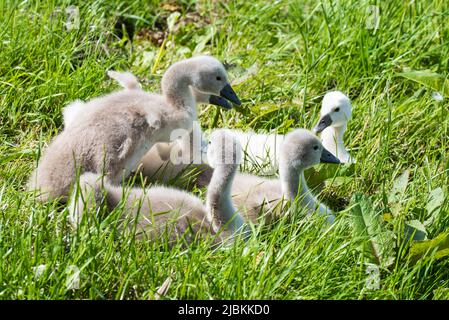 Julianadorp, Niederlande, Mai 2022. Ein Nest mit jungen Schwanen. Hochwertige Fotos Stockfoto