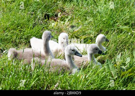 Julianadorp, Niederlande, Mai 2022. Ein Nest mit jungen Schwanen. Hochwertige Fotos Stockfoto