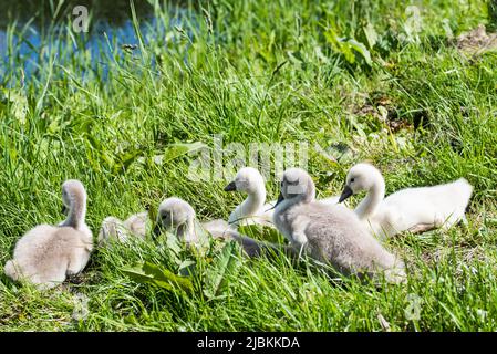 Julianadorp, Niederlande, Mai 2022. Ein Nest mit jungen Schwanen. Hochwertige Fotos Stockfoto