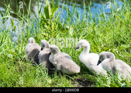 Julianadorp, Niederlande, Mai 2022. Ein Nest mit jungen Schwanen. Hochwertige Fotos Stockfoto