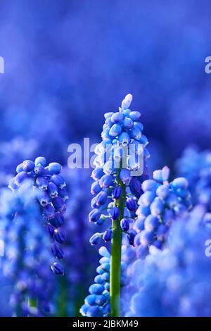 Nahaufnahme eines blauen Muscari (Traubenhyazinthe) im Sonnenlicht Stockfoto
