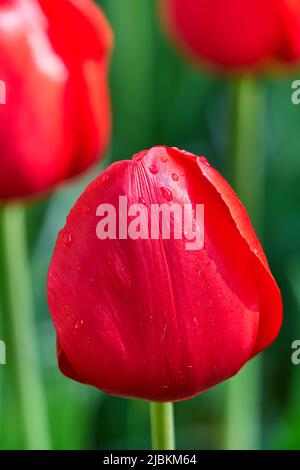 Rote Tulpen mit Tautropfen im Sonnenlicht Stockfoto