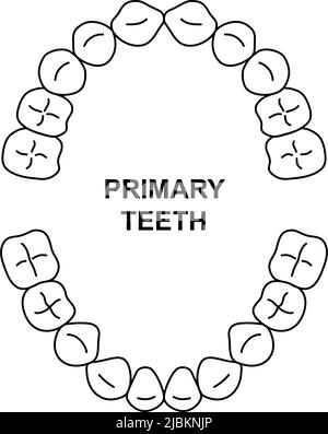 Primäre Zahnzahnanatomie. Oberkiefer und Unterkiefer des Kindes. Diagramm für das Ankommen von Kinderzahn. Primäre Zähne Silhouette Stock Vektor