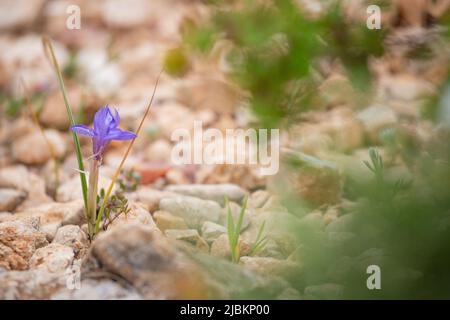 Moraea sisyrinchium oder Gynandriris sisyrinchium, auch als barbarennuss bekannt. Wilde kleine Iris. Leicht zu finden in der Türkei, im Mittelmeerraum. Stockfoto