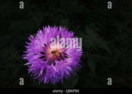 Lila Aster auf schwarzem Hintergrund mit einer Biene Stockfoto