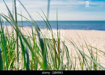 Hintergrund am Meer, Strandgras gegen leeren Strand, Meer und blauen Himmel Stockfoto