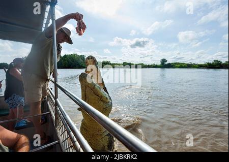 Guide hält ein Stück Fleisch für ein springendes Salzwasser-Krokodil (Crocodylus porosus) während einer Krokodilspringtour auf dem Adelaide River, Northern Stockfoto