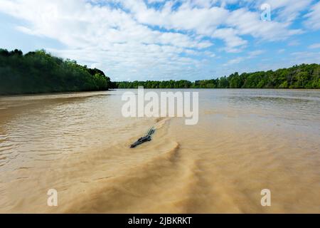 Salzwasser-Krokodil oder Estuarine Krokodil (Crocodylus porosus) Schwimmen im Adelaide River, Northern Territory, NT, Australien Stockfoto