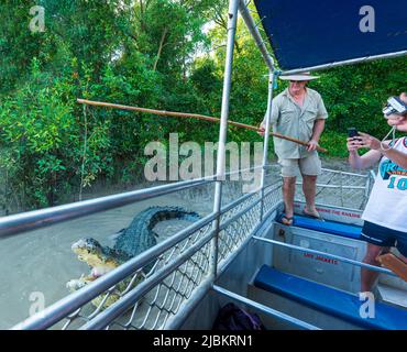 Fremdenführer auf einem Touristenboot, das ein Salzwasser-Krokodil (Crocodylus porosus) während einer Krokodilspringtour auf dem Adelaide River, Northern Territory, füttert Stockfoto