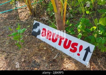 Schild mit Hinweis auf Brutus, ein berühmtes großes Salzwasser-Krokodil oder Estuarine Krokodil (Crocodylus porosus) im Adelaide River, Northern Territory, NT, Stockfoto