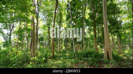 Kon TUM Province, Vietnam - 24. April 2022: Lagerstroemia speciosa (Queen 's Crape-Myrte) Forest in Kon TUM Province, Vietnam Stockfoto