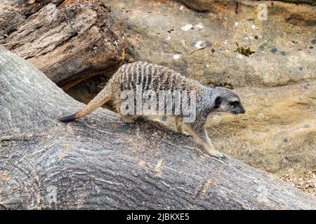 Ein Erdmännchen, ein Mitglied der Mungo-Familie, in seinem Gehege im Londoner Zoo. Stockfoto